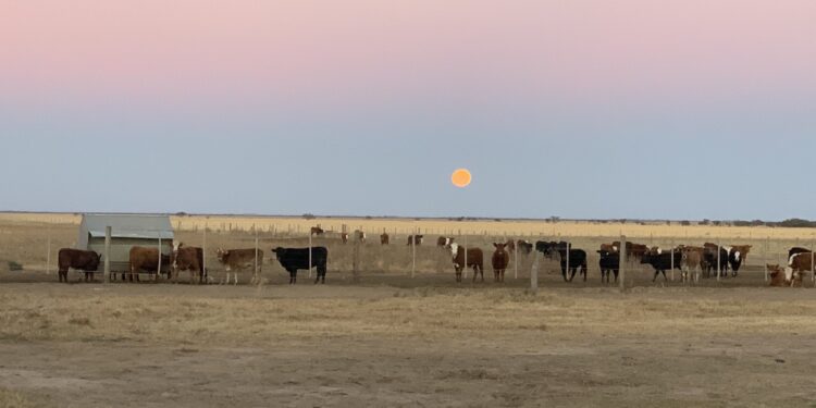 Cosas que pasan en la Argentina: La mesa de elaboración del “plan ganadero” se quedó sin buena parte de los ganaderos