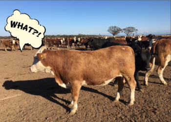 Covid-19: La ivermectina se está usando más en la casa de los ganaderos que en la hacienda