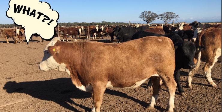 Covid-19: La ivermectina se está usando más en la casa de los ganaderos que en la hacienda