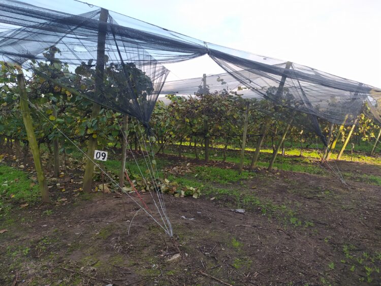 Dos situaciones insólitas en el partido de La Matanza: Todavía existen allí plantaciones de kiwi, pero no resulta fácil encontrar gente que quiera trabajar