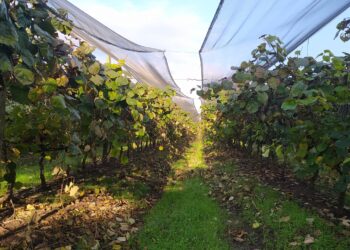 Dos situaciones insólitas en el partido de La Matanza: Todavía existen allí plantaciones de kiwi, pero no resulta fácil encontrar gente que quiera trabajar