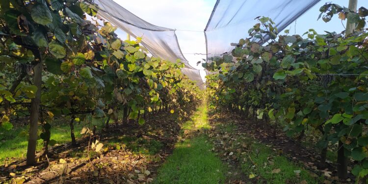 Dos situaciones insólitas en el partido de La Matanza: Todavía existen allí plantaciones de kiwi, pero no resulta fácil encontrar gente que quiera trabajar