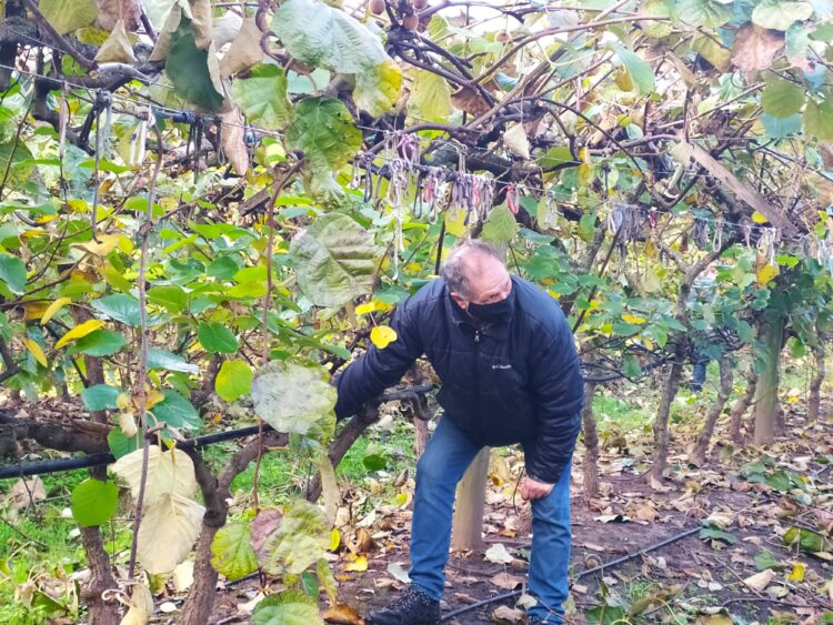 Dos situaciones insólitas en el partido de La Matanza: Todavía existen allí plantaciones de kiwi, pero no resulta fácil encontrar gente que quiera trabajar