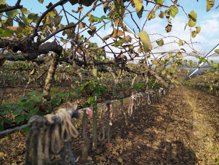 Dos situaciones insólitas en el partido de La Matanza: Todavía existen allí plantaciones de kiwi, pero no resulta fácil encontrar gente que quiera trabajar