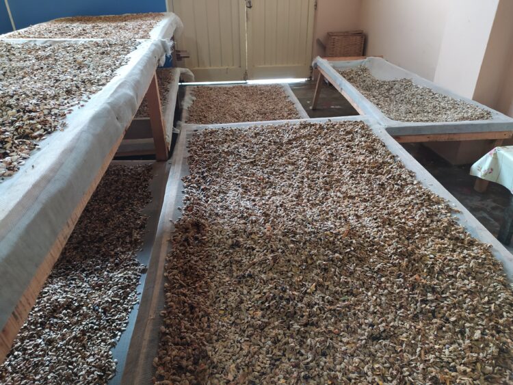 Dos situaciones insólitas en el partido de La Matanza: Todavía existen allí plantaciones de kiwi, pero no resulta fácil encontrar gente que quiera trabajar