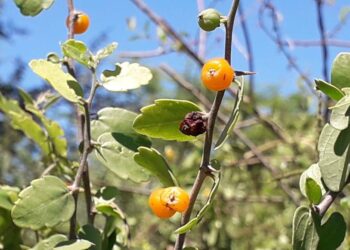 La ONG INCUPO relanzó la publicación actualizada de “El Monte nos da comida”, un aporte al reconocimiento de nuestra identidad alimentaria