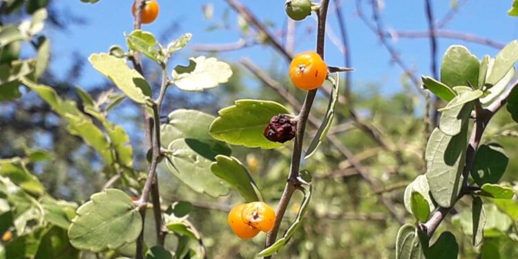 La ONG INCUPO relanzó la publicación actualizada de “El Monte nos da comida”, un aporte al reconocimiento de nuestra identidad alimentaria