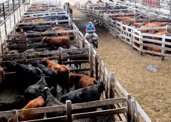 Argentina Impotencia: El “cepo cárnico” comenzó a golpear con fuerza los precios de la hacienda negociados en Liniers