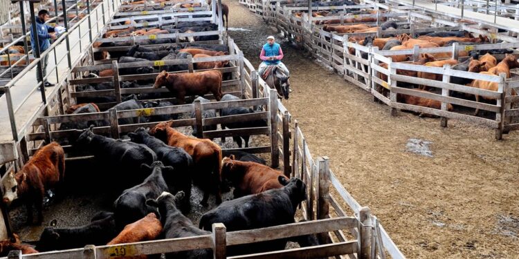 Argentina Impotencia: El “cepo cárnico” comenzó a golpear con fuerza los precios de la hacienda negociados en Liniers