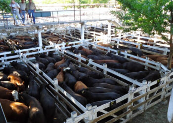 El mundo cambió: Los precios de la hacienda argentina no se enteraron de que está cerrada la exportación de carne