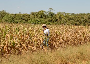 Los fondos agrícolas, luego de “empacharse” de ganancias, volvieron al mercado para realizar compras de soja y maíz