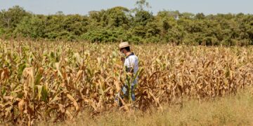 Los fondos agrícolas, luego de “empacharse” de ganancias, volvieron al mercado para realizar compras de soja y maíz