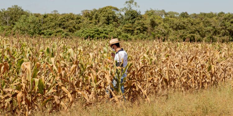 Los fondos agrícolas, luego de “empacharse” de ganancias, volvieron al mercado para realizar compras de soja y maíz