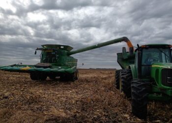 Bingo: Se eleva a 48 millones de toneladas la estimación de la cosecha argentina de maíz por mejores rindes logrados en Córdoba