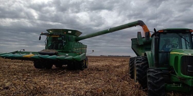 Bingo: Se eleva a 48 millones de toneladas la estimación de la cosecha argentina de maíz por mejores rindes logrados en Córdoba