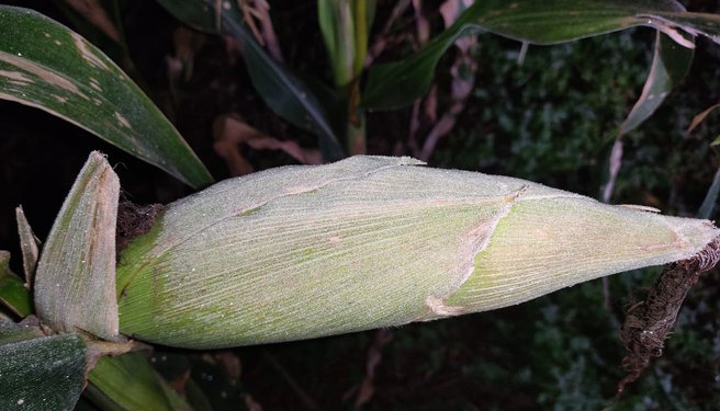 El maíz sudamericano comienza a divorciarse de EE.UU. ante un nuevo golpe recibido por el cereal tardío brasileño