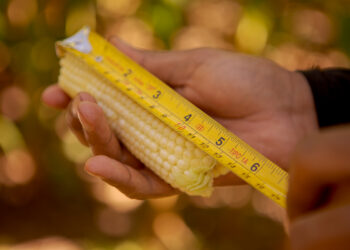 Lapidario documento internacional muestra cómo la política brasileña comenzó a impulsar al agro cuando la Argentina inició el camino inverso