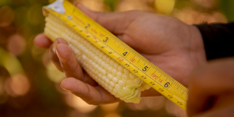 Lapidario documento internacional muestra cómo la política brasileña comenzó a impulsar al agro cuando la Argentina inició el camino inverso