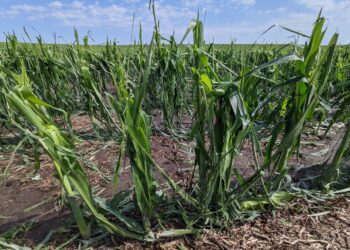 Volvieron los fondos especulativos al mercado agrícola asustados por el eventual impacto alcista de las adversidades climáticas