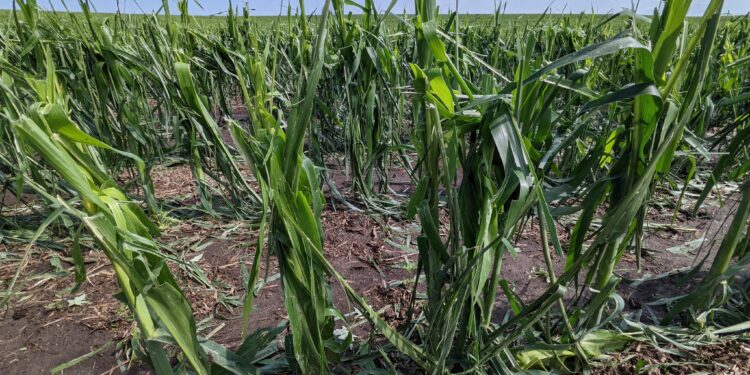 Volvieron los fondos especulativos al mercado agrícola asustados por el eventual impacto alcista de las adversidades climáticas