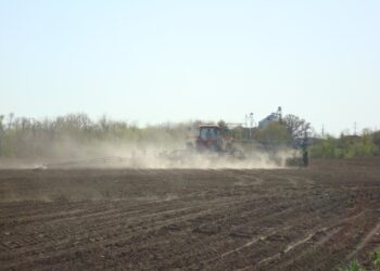 La Bolsa de Comercio de Rosario proyecta que este será el año del maíz: “Ya es difícil conseguir semilla”