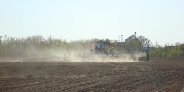 La Bolsa de Comercio de Rosario proyecta que este será el año del maíz: “Ya es difícil conseguir semilla”