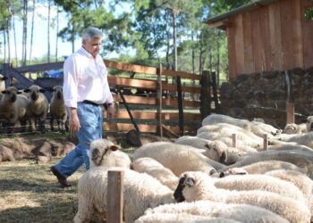 ¿Y por qué no producir ovinos en Misiones? Gabriel Montiel contagia a otros productores para que incorporen la oveja y hasta logró crear escuelas de esquila en la provincia
