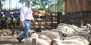 ¿Y por qué no producir ovinos en Misiones? Gabriel Montiel contagia a otros productores para que incorporen la oveja y hasta logró crear escuelas de esquila en la provincia
