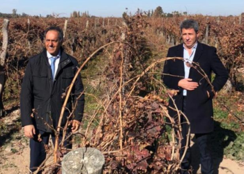 Scioli adelantó que ya está todo listo para que Argentina pueda volver a exportar a Brasil uvas de mesa sin bromurar