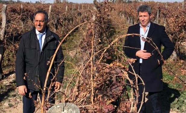 Scioli adelantó que ya está todo listo para que Argentina pueda volver a exportar a Brasil uvas de mesa sin bromurar