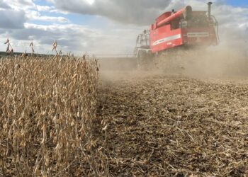 Bendito Poroto: En el último año se duplicó el ingreso de divisas generado por las exportaciones uruguayas de soja