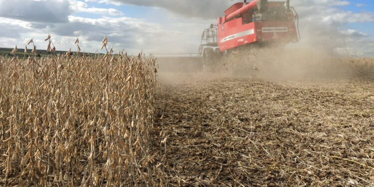 Bendito Poroto: En el último año se duplicó el ingreso de divisas generado por las exportaciones uruguayas de soja