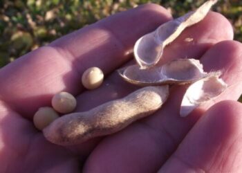 ¿Por qué está tan castigado el precio de la soja argentina? Acá te lo contamos