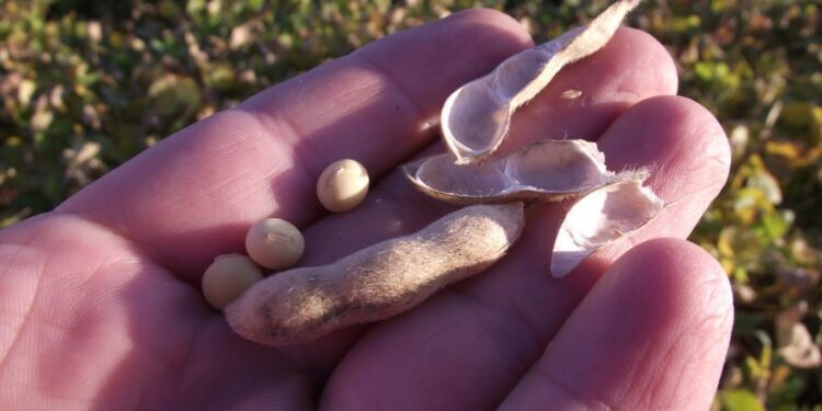 ¿Por qué está tan castigado el precio de la soja argentina? Acá te lo contamos