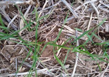 Seis de cada diez dólares que ingresaron a la economía argentina en lo que va del año provinieron de los cinco principales cultivos agrícolas