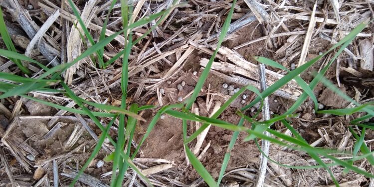 Seis de cada diez dólares que ingresaron a la economía argentina en lo que va del año provinieron de los cinco principales cultivos agrícolas