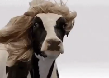 Las crónicas del bicho anónimo: Las primeras versiones del probable “plan ganadero” lucen sospechosas