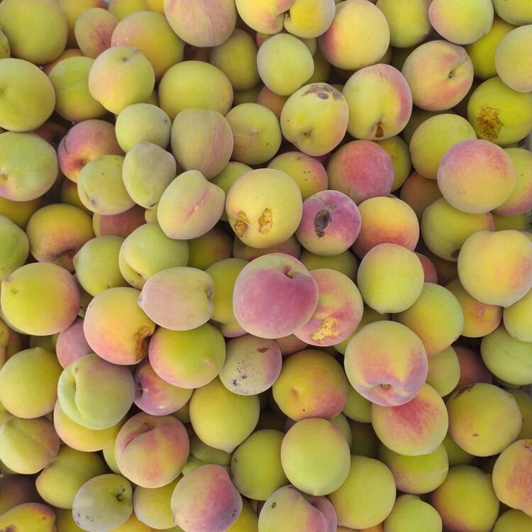 Martín Barros produce semillas bajo la llamada agricultura natural: “Se basa en el ‘no hacer’, que no significa tumbarse en la hamaca paraguaya sino ‘no hacer’ en contra de la naturaleza”