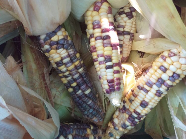 Martín Barros produce semillas bajo la llamada agricultura natural: “Se basa en el ‘no hacer’, que no significa tumbarse en la hamaca paraguaya sino ‘no hacer’ en contra de la naturaleza”