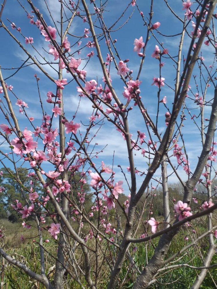Martín Barros produce semillas bajo la llamada agricultura natural: “Se basa en el ‘no hacer’, que no significa tumbarse en la hamaca paraguaya sino ‘no hacer’ en contra de la naturaleza”