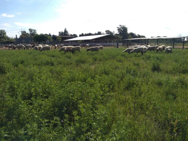 Los Manfroi hacían agricultura cerca de Venado Tuerto, hasta que Federico convenció a su familia de dedicarse a la cría de ovejas Hampshire down