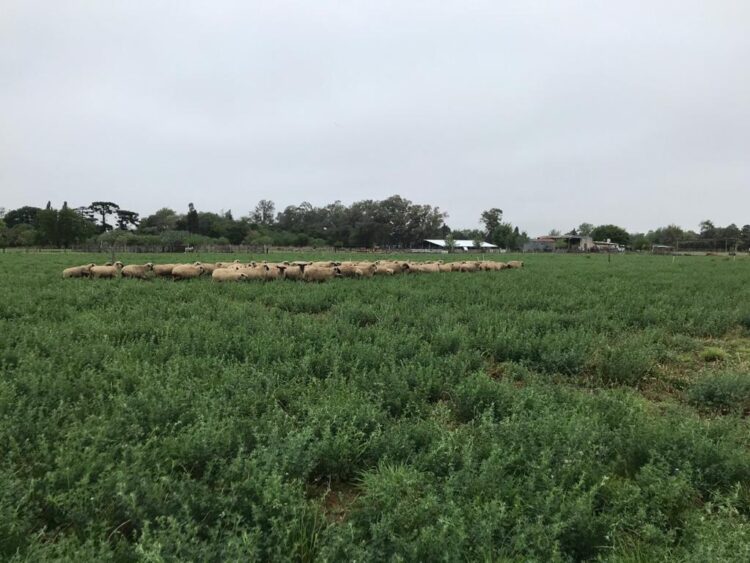 Los Manfroi hacían agricultura cerca de Venado Tuerto, hasta que Federico convenció a su familia de dedicarse a la cría de ovejas Hampshire down