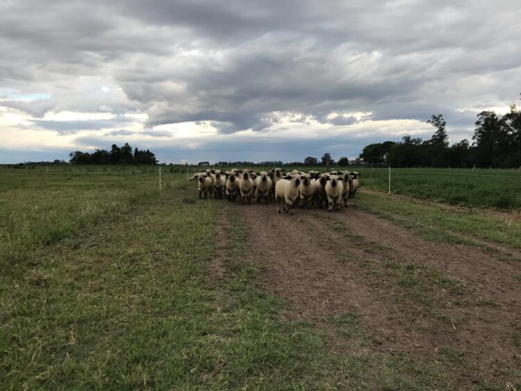 Los Manfroi hacían agricultura cerca de Venado Tuerto, hasta que Federico convenció a su familia de dedicarse a la cría de ovejas Hampshire down
