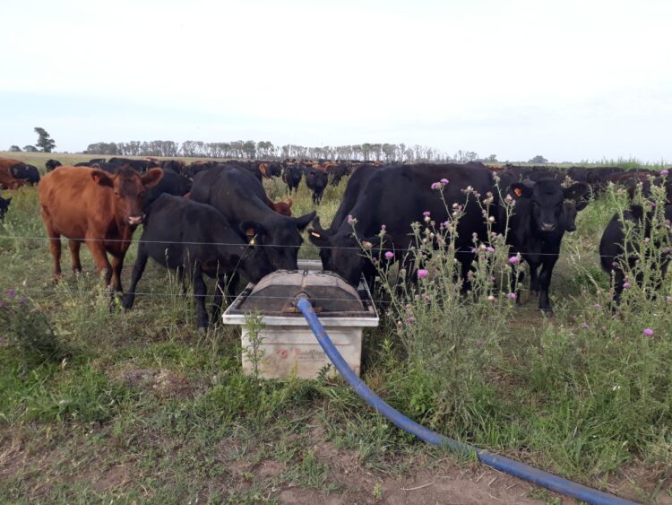 Pablo decidió que volvieran las vacas al campo familiar alquilado para hacer agricultura y entonces comenzaron a suceder “cosas lindas”: Ahora buscan la “máxima felicidad sustentable por hectárea”