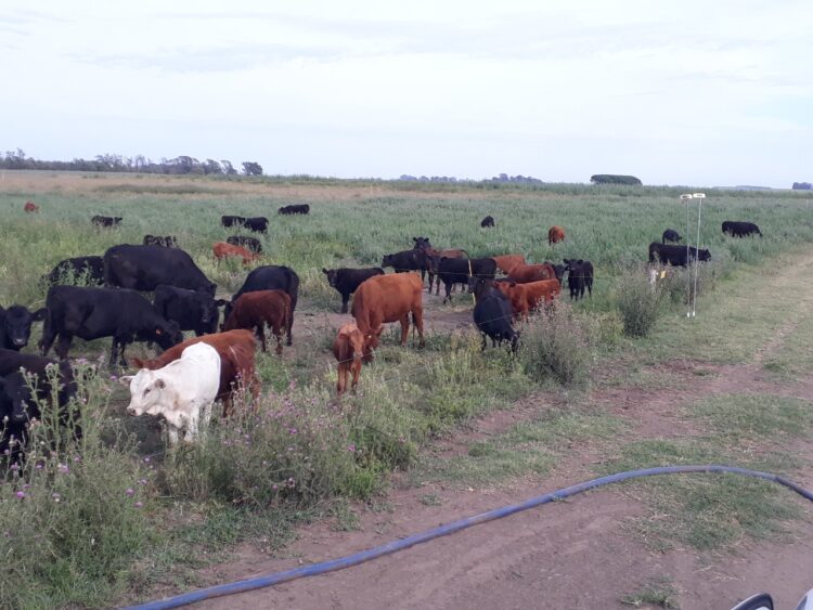 Pablo decidió que volvieran las vacas al campo familiar alquilado para hacer agricultura y entonces comenzaron a suceder “cosas lindas”: Ahora buscan la “máxima felicidad sustentable por hectárea”