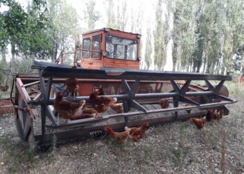 Pablo decidió que volvieran las vacas al campo familiar alquilado para hacer agricultura y entonces comenzaron a suceder “cosas lindas”: Ahora buscan la “máxima felicidad sustentable por hectárea”