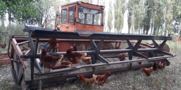 Pablo decidió que volvieran las vacas al campo familiar alquilado para hacer agricultura y entonces comenzaron a suceder “cosas lindas”: Ahora buscan la “máxima felicidad sustentable por hectárea”