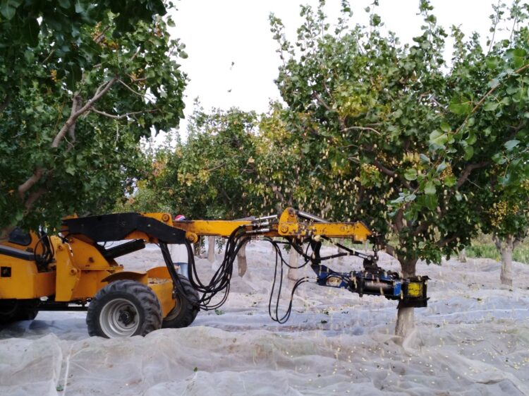 Marcelo Ighani introdujo el pistacho a la Argentina: “Cuando yo empecé con esto me decían que era un loco y ahora me preguntan todo el tiempo”