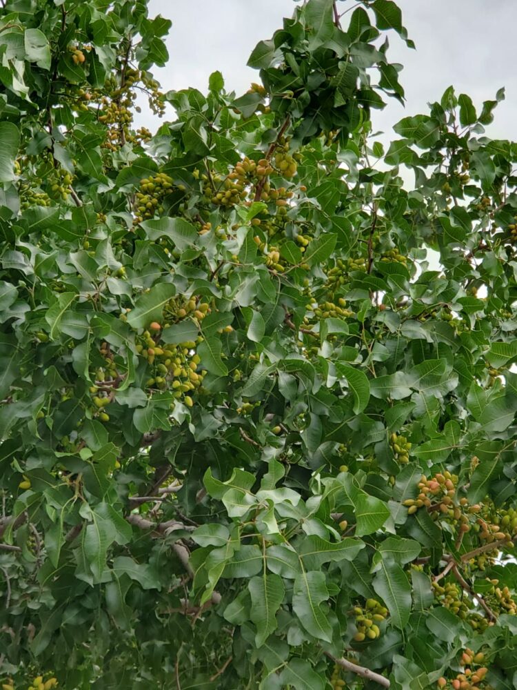 Marcelo Ighani introdujo el pistacho a la Argentina: “Cuando yo empecé con esto me decían que era un loco y ahora me preguntan todo el tiempo”