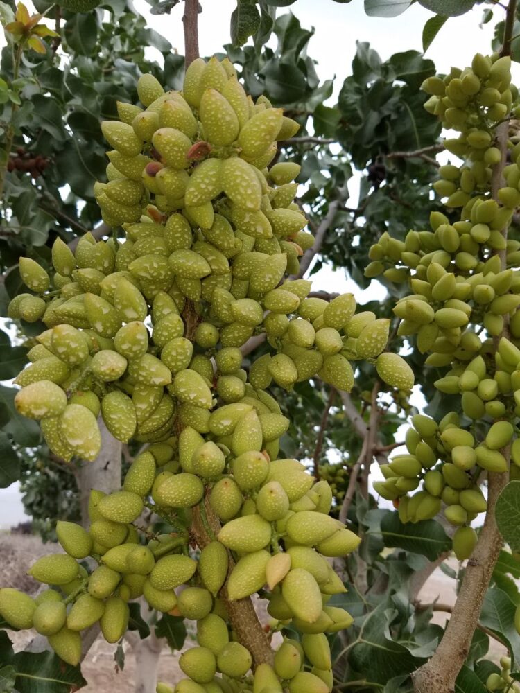Marcelo Ighani introdujo el pistacho a la Argentina: “Cuando yo empecé con esto me decían que era un loco y ahora me preguntan todo el tiempo”